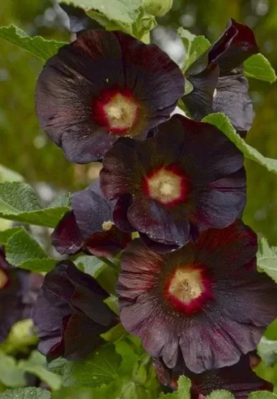 Alcea Blacknight Hollyhocks