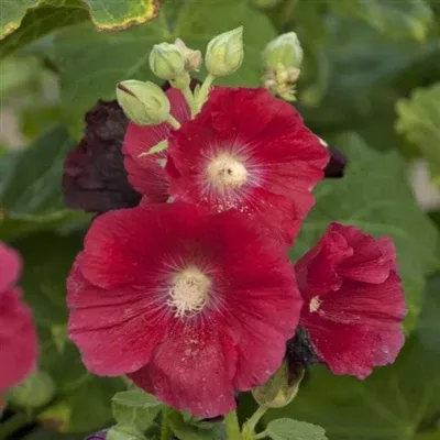 alcea-mars-magic-hollyhocks Alcea Mars Magic Hollyhocks