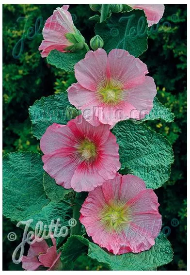 alcea-radiant-rose-hollyhocks Alcea Radiant Rose Hollyhocks