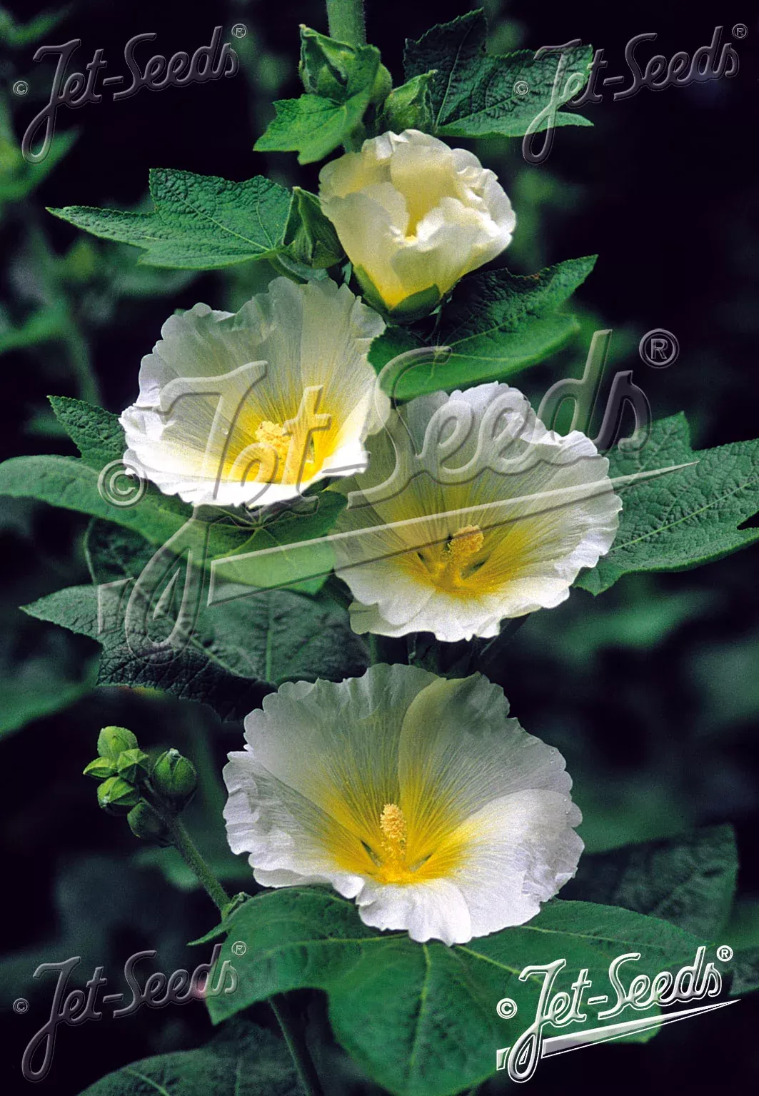 alcea-rosea-polarstar-hollyhocks Alcea rosea Polarstar Hollyhocks