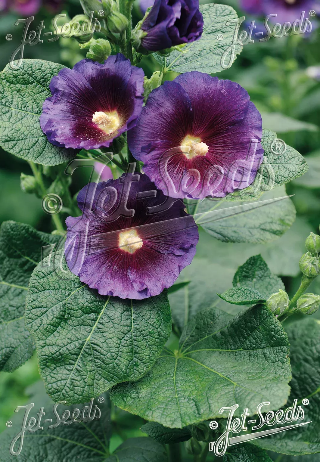 alcea-rosea-purple-rain-hollyhocks Alcea rosea Purple Rain Hollyhocks