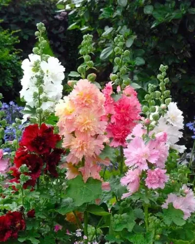 alcea-spring-celebrities-mix Alcea (Spring Celebrities Mix)