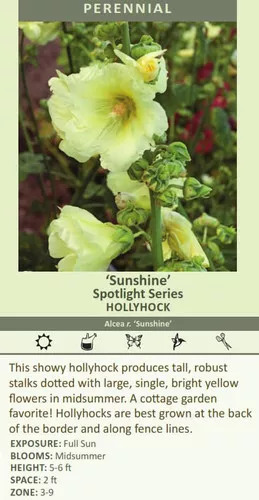 alcea-sunshine-30-ct-flat Alcea 'Sunshine' (30)ct Flat