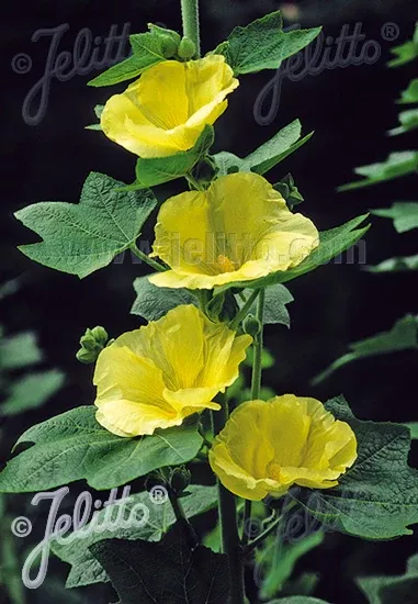 alcea-sunshine-hollyhocks Alcea Sunshine Hollyhocks