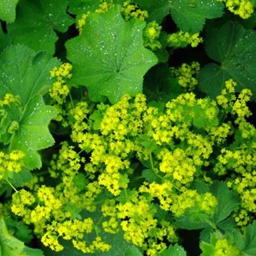 alchemilla-lady-s-mantle-thriller Alchemilla Lady's Mantle 'Thriller'