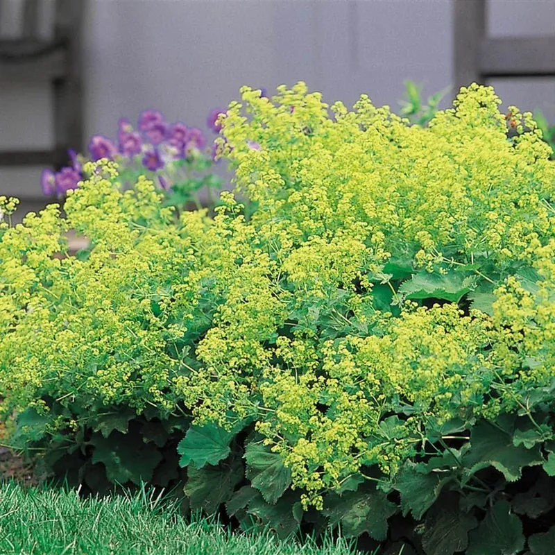 alchemilla-mollis-lady-s-mantle Alchemilla mollis Lady's Mantle
