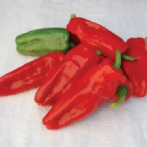 aleppo-pepper-seeds Aleppo Pepper Seeds
