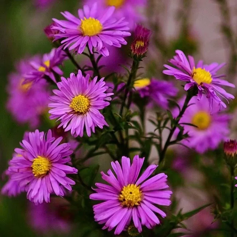 alert-aster Alert Aster