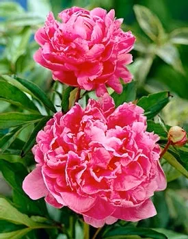 alexander-fleming-peony Alexander Fleming Peony