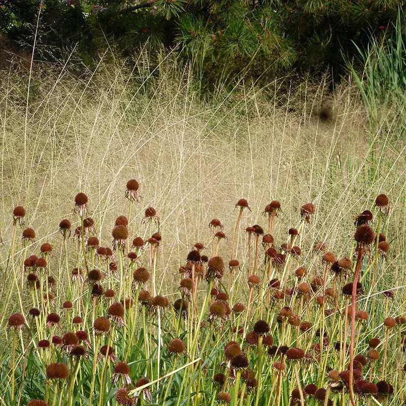 alkali-sacaton-grass Alkali Sacaton Grass