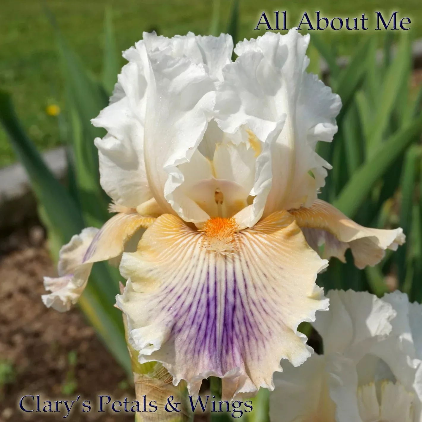 all-about-me-2014-tb-fragrant ALL ABOUT ME - 2014 - TB - Fragrant