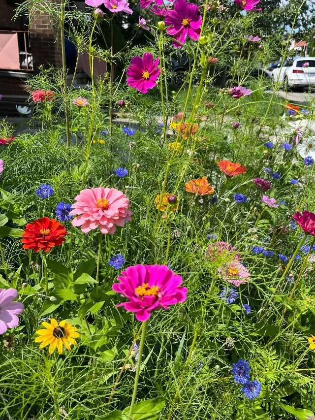 All Annual Seed Mix