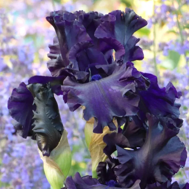 all-night-long-bearded-iris All Night Long Bearded Iris