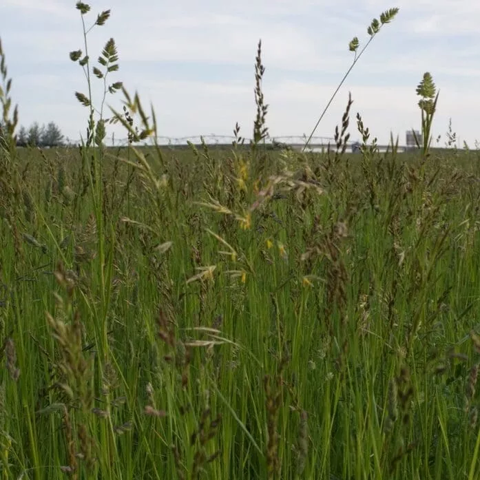 all-purpose-pasture-grass-mix All Purpose Pasture Grass Mix