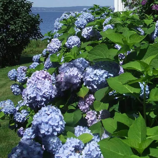 all-summer-beauty-mophead-hydrangea All Summer Beauty Mophead Hydrangea