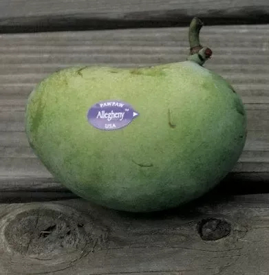allegheny-paw-paw Allegheny Paw Paw