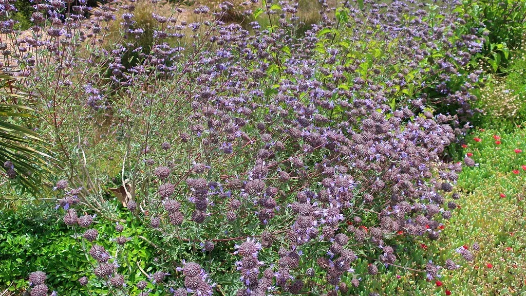 allen-chickering-sage Allen Chickering Sage