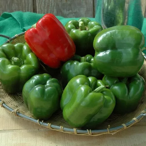 Alliance Pepper Seeds