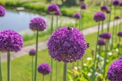 allium-ambassador-ornamental-onion Allium Ambassador Ornamental Onion
