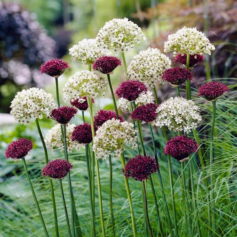 allium-atropurpureum Allium atropurpureum