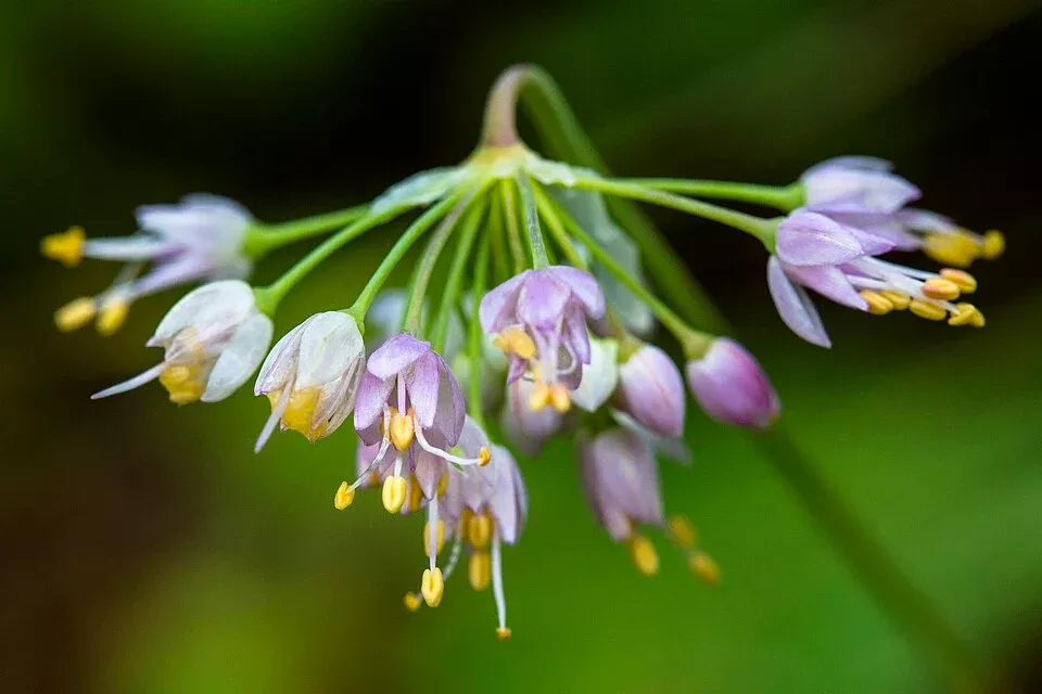 allium-cernuum-nodding-onion Allium cernuum Nodding Onion