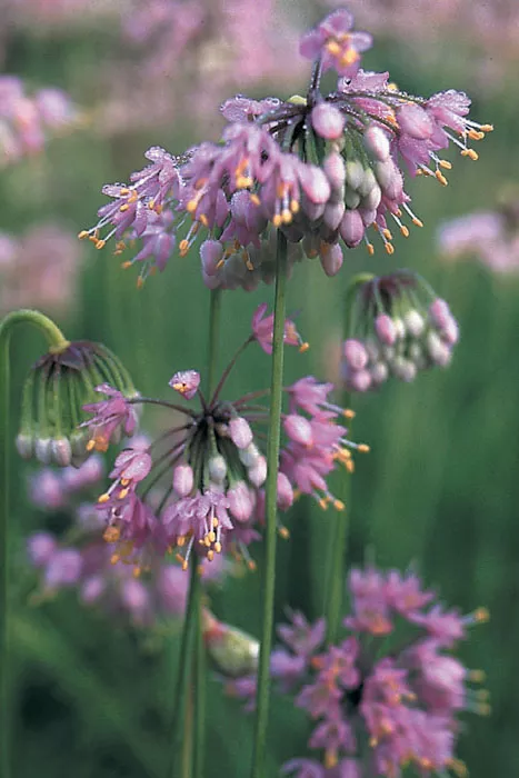 Allium cernuum - Nodding Wild Onion