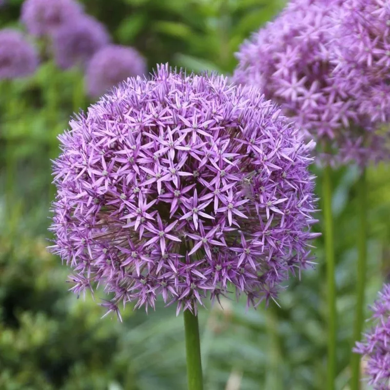 allium-giant-gladiator Allium - Giant Gladiator