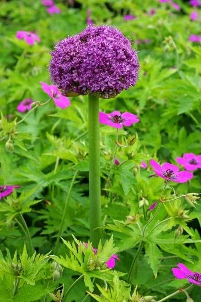 allium-giganteum-ornamental-onion Allium Giganteum Ornamental Onion