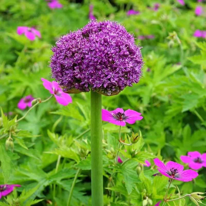 Allium - Giganteum