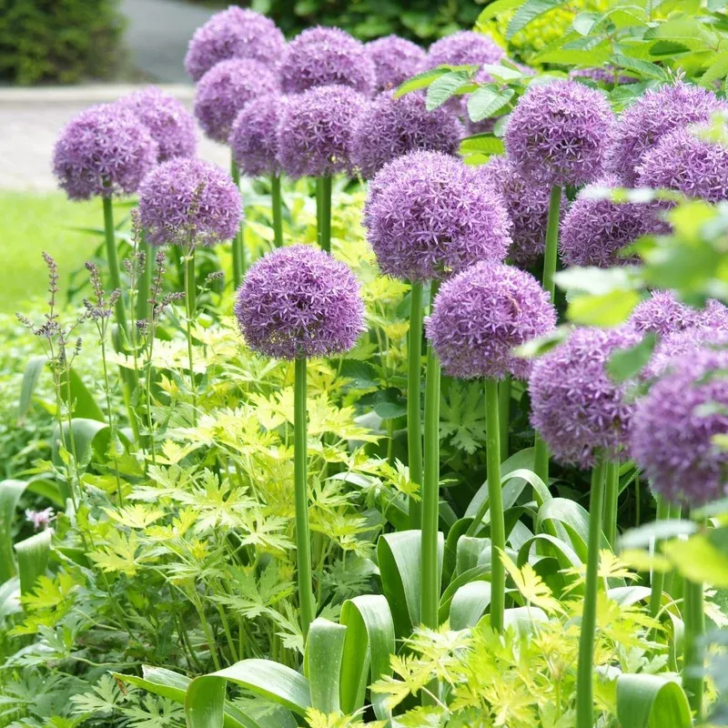 allium-globemaster-ornamental-onion Allium Globemaster Ornamental Onion