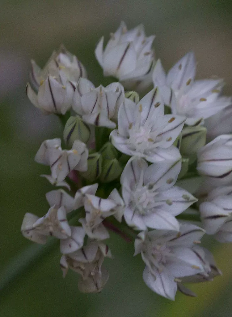 Allium haematochiton - Red-Skinned Onion (Plant)