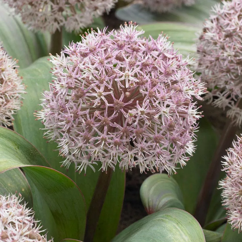 allium-karataviense Allium - Karataviense