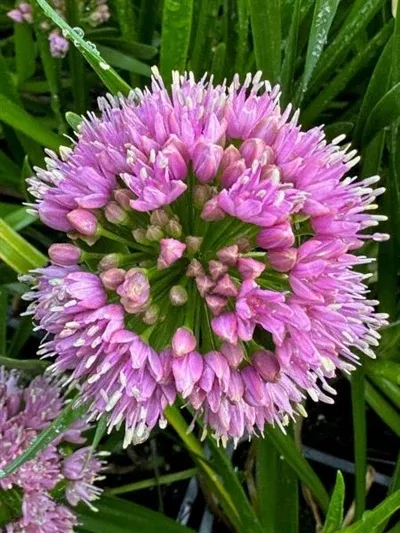 allium-millenium-ornamental-onion Allium Millenium Ornamental Onion
