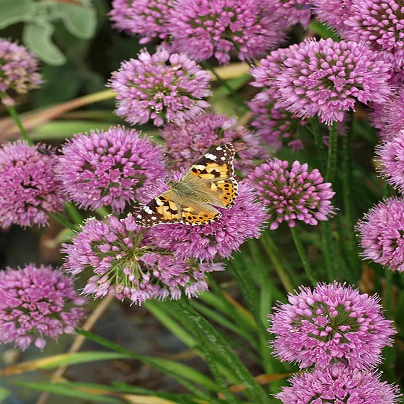 allium-millenium Allium, Millenium