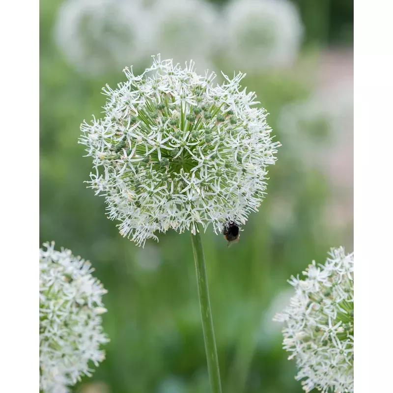 allium-mount-everest Allium - Mount Everest
