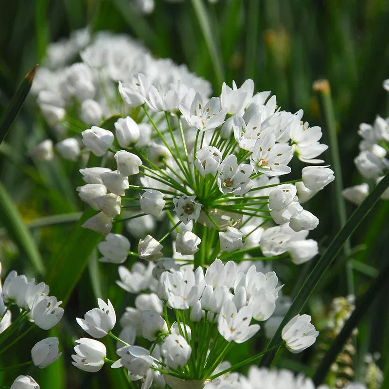 allium-neapolitanum Allium neapolitanum