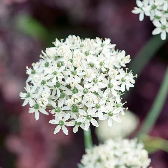 allium-nigrum Allium nigrum