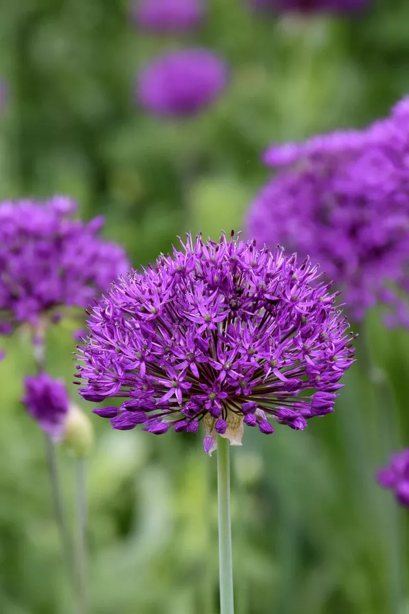 allium-purple-sensation Allium 'Purple Sensation'