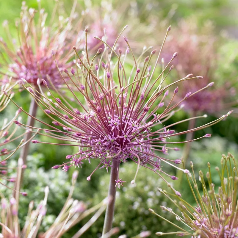 allium-schubertii Allium - Schubertii