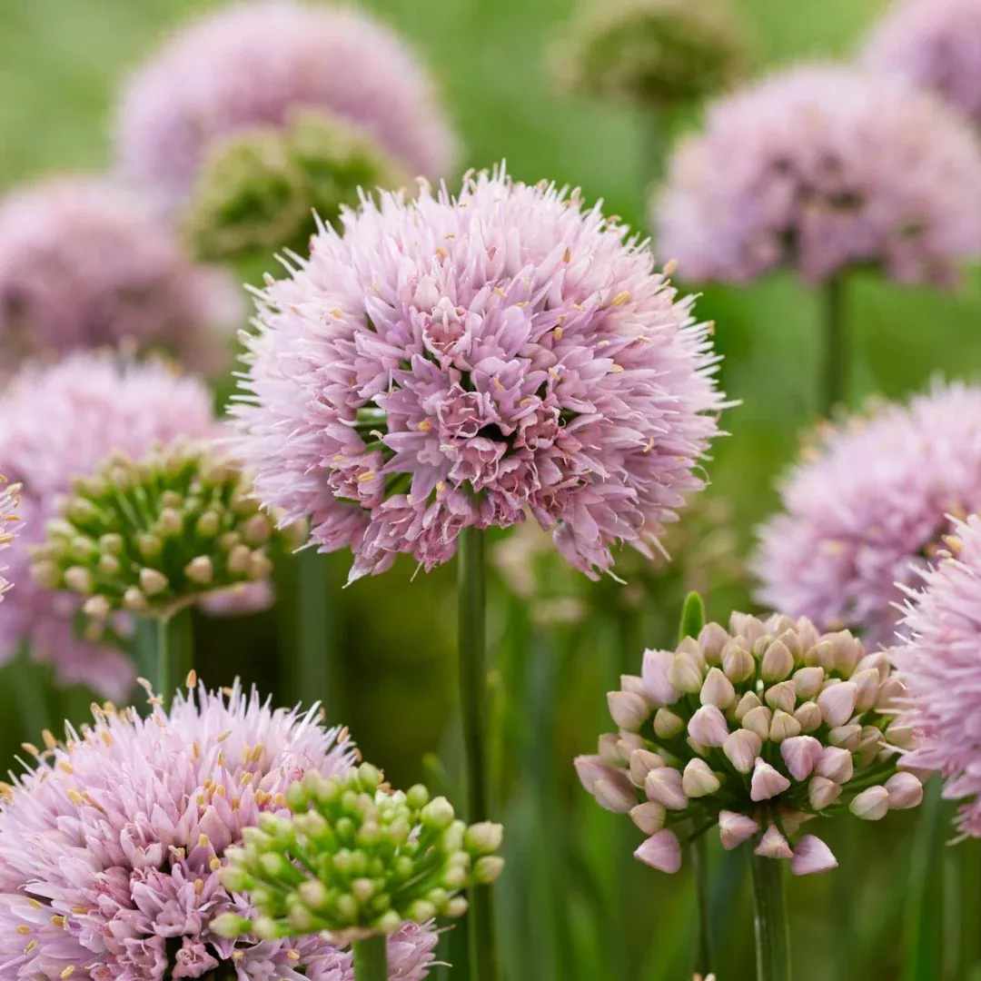 allium-senescens Allium senescens