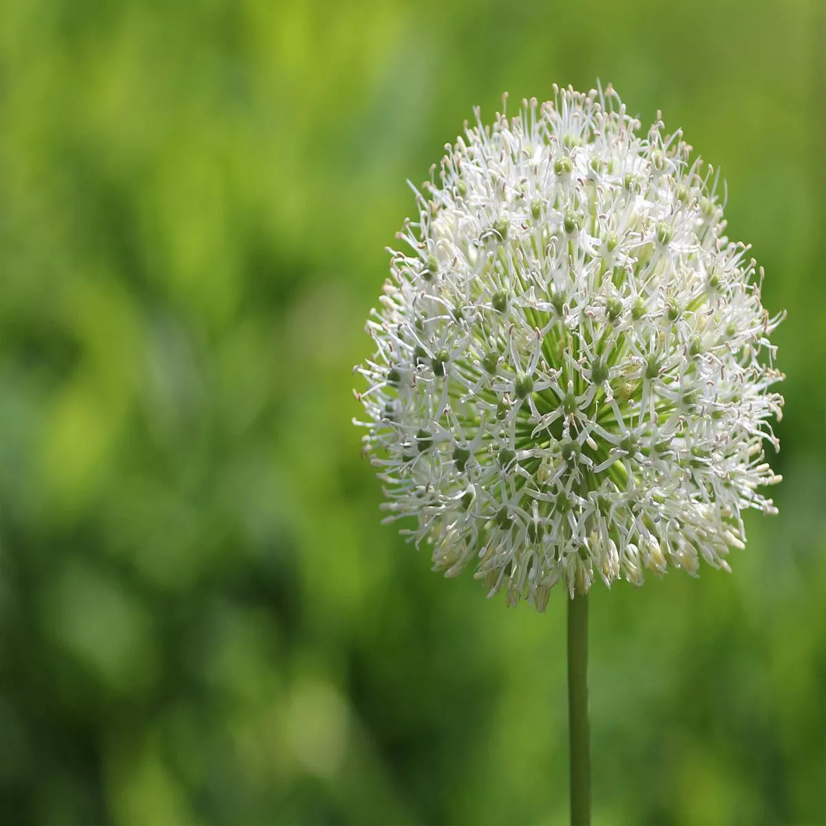 Allium stipitatum Bulb – Pack of 3 | 18/20