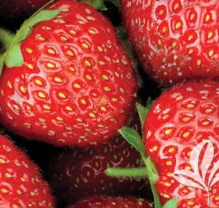 Allstar Strawberry