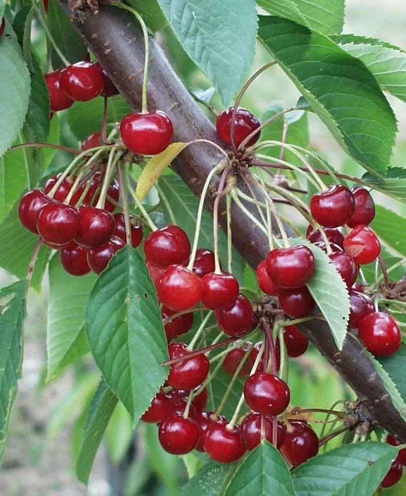 almaden-duke-cherry Almaden Duke Cherry