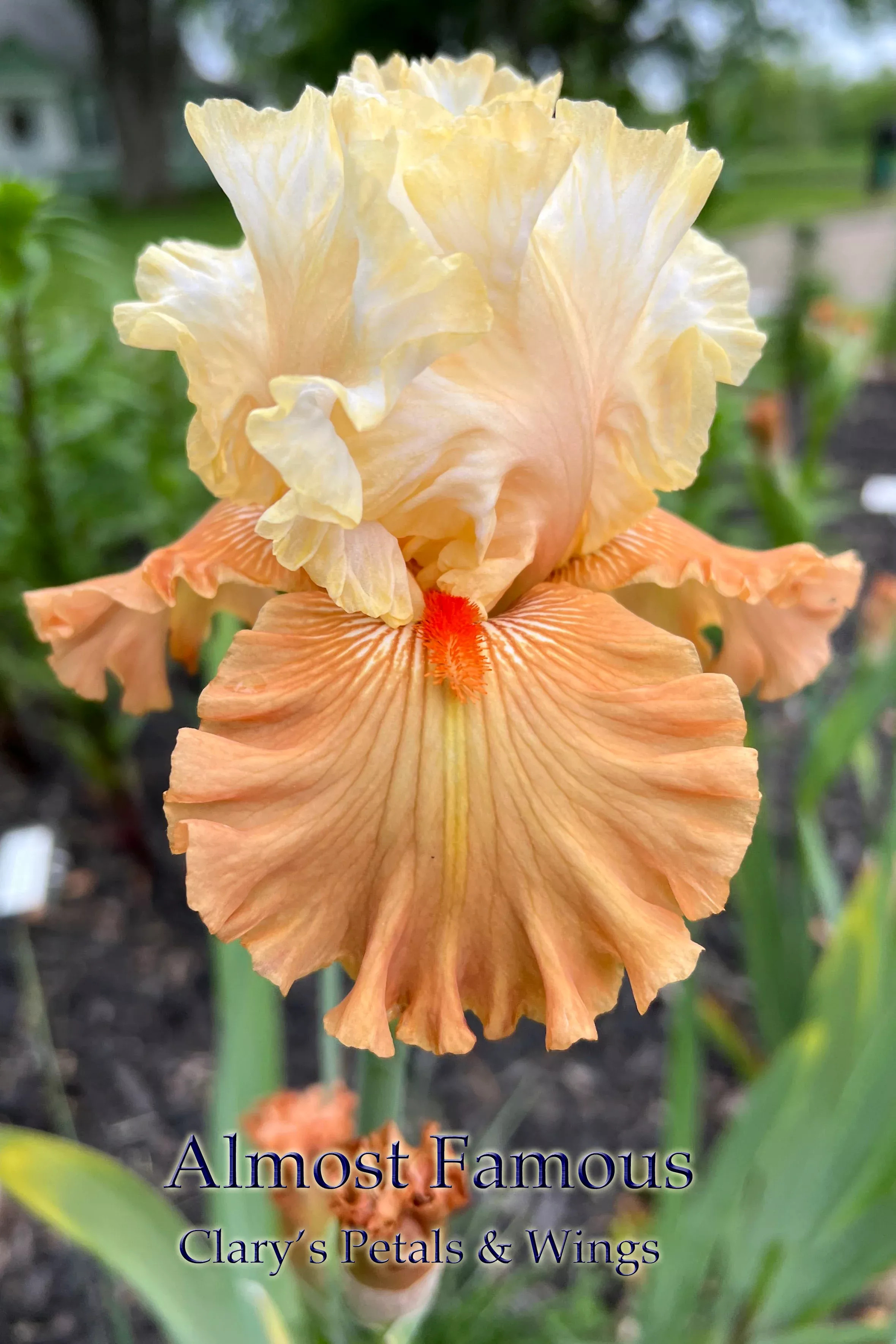 almost-famous-2016-bb-fragrant ALMOST FAMOUS - 2016 - BB - Fragrant