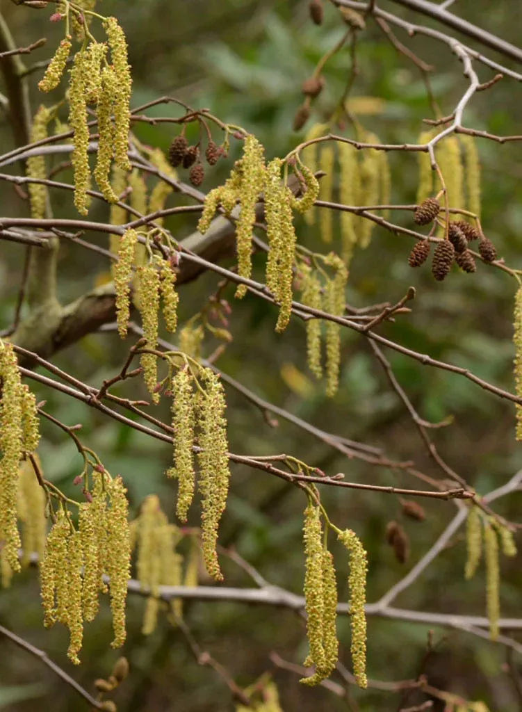 alnus-rhombifolia-white-alder-seed Alnus rhombifolia - White Alder (Seed)