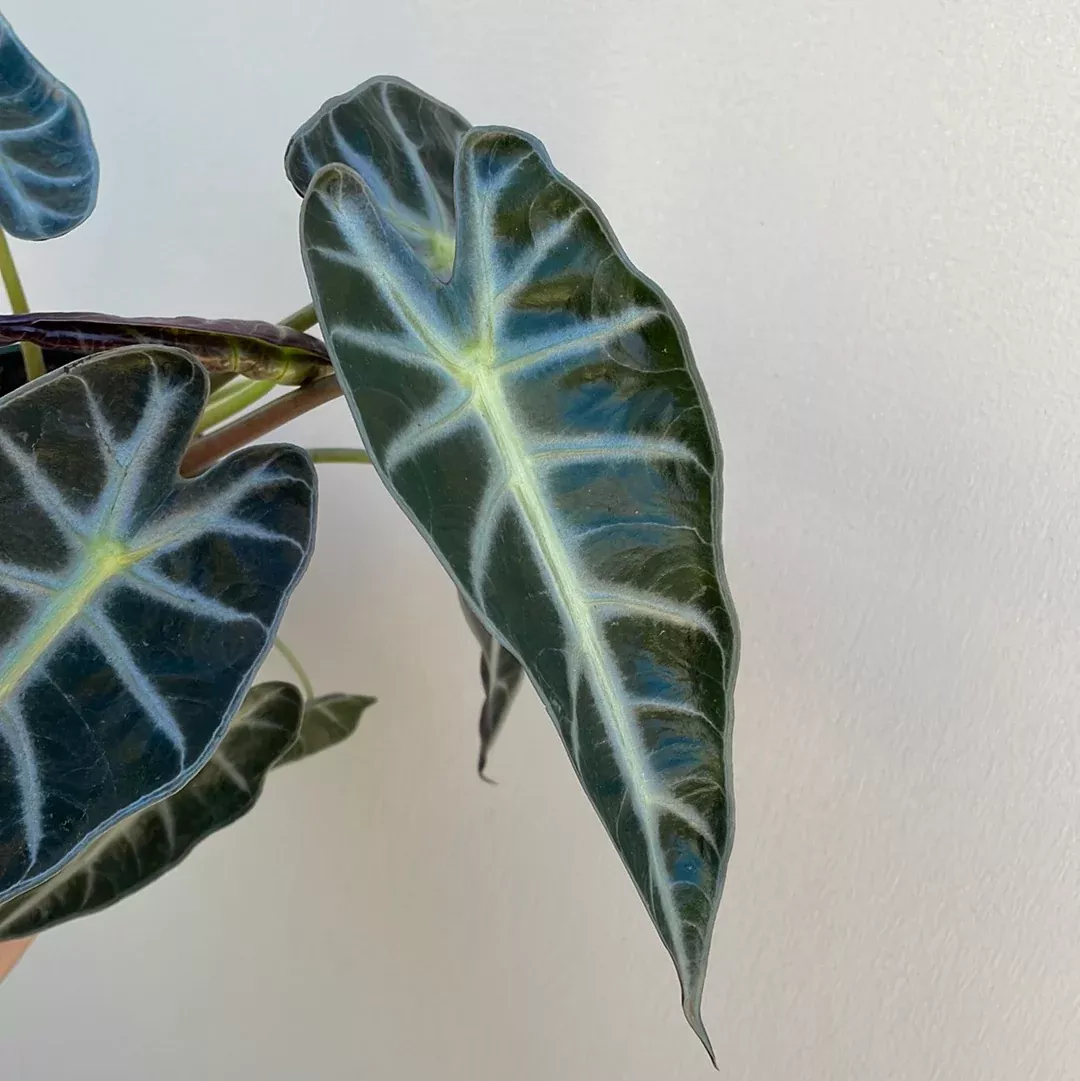 alocasia-bambino Alocasia Bambino