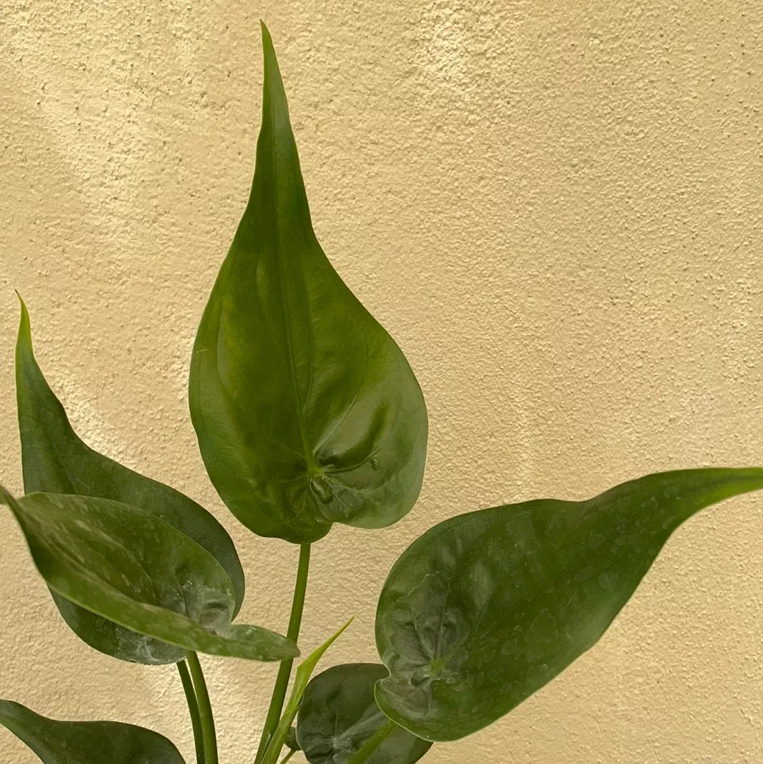 alocasia-cucullata Alocasia cucullata