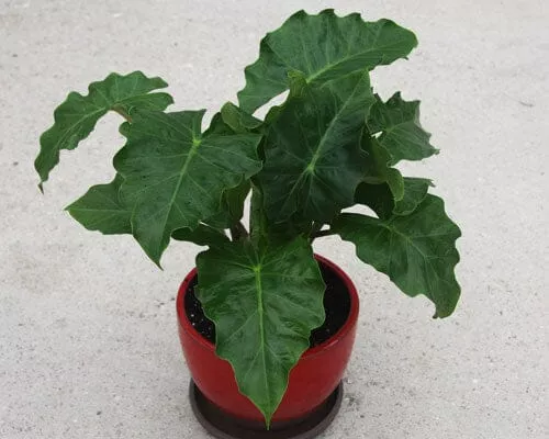 Alocasia Low RiderTropical Houseplant in 4" Container