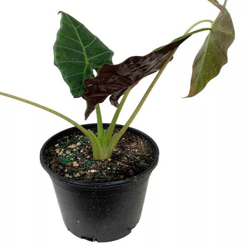 Alocasia 'Mayan Mask'