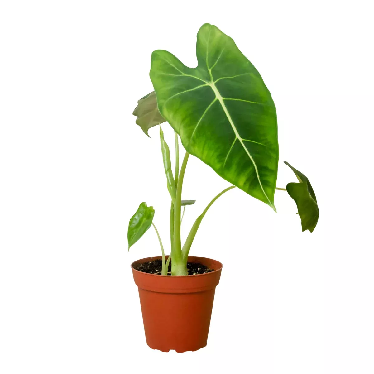 Alocasia Micholitziana (Frydek)